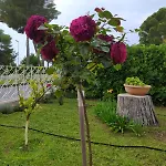 Felicita Scalea