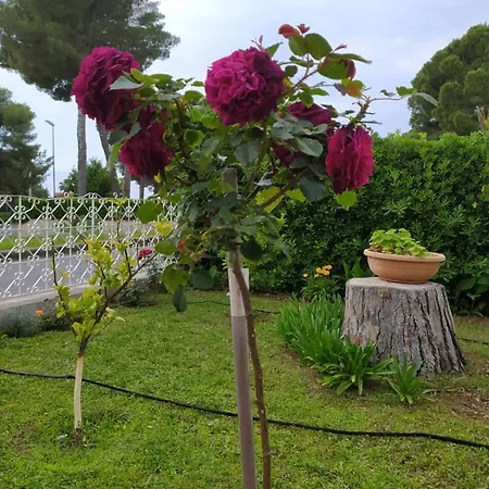 Felicita Scalea